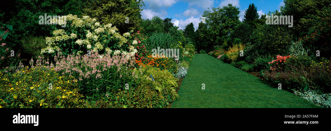Fiori in un giardino, Hillier giardini, New Forest, Hampshire, Inghilterra Foto Stock
