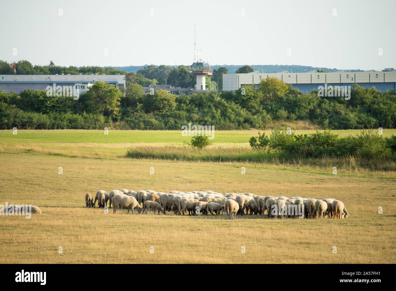 Gregge di pecore al pascolo nella parte anteriore di un aeroporto locale. Concentrarsi sulle pecore. Foto Stock