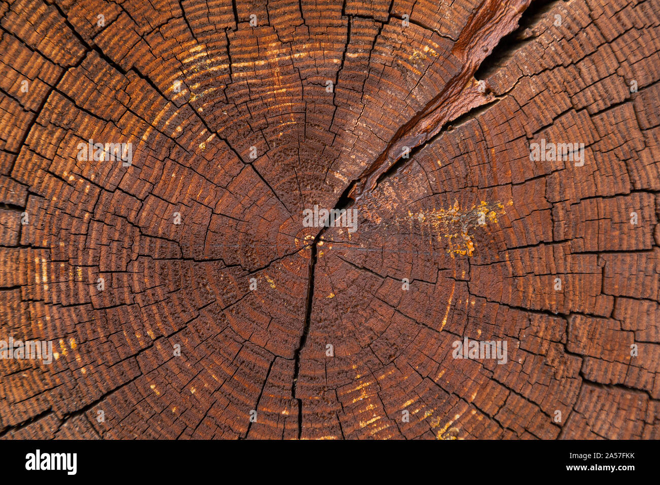 Close-up di attraversamento di taglio di albero secco con anelli annuali Foto Stock