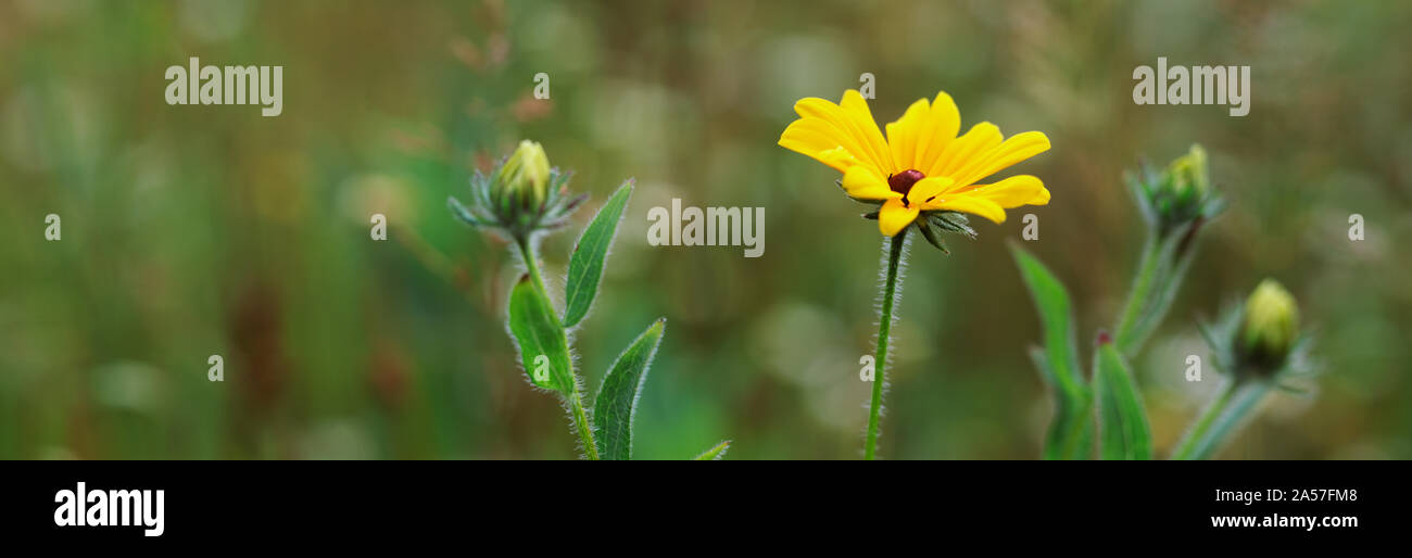 Close-up di fiori selvaggi giallo con boccioli Foto Stock