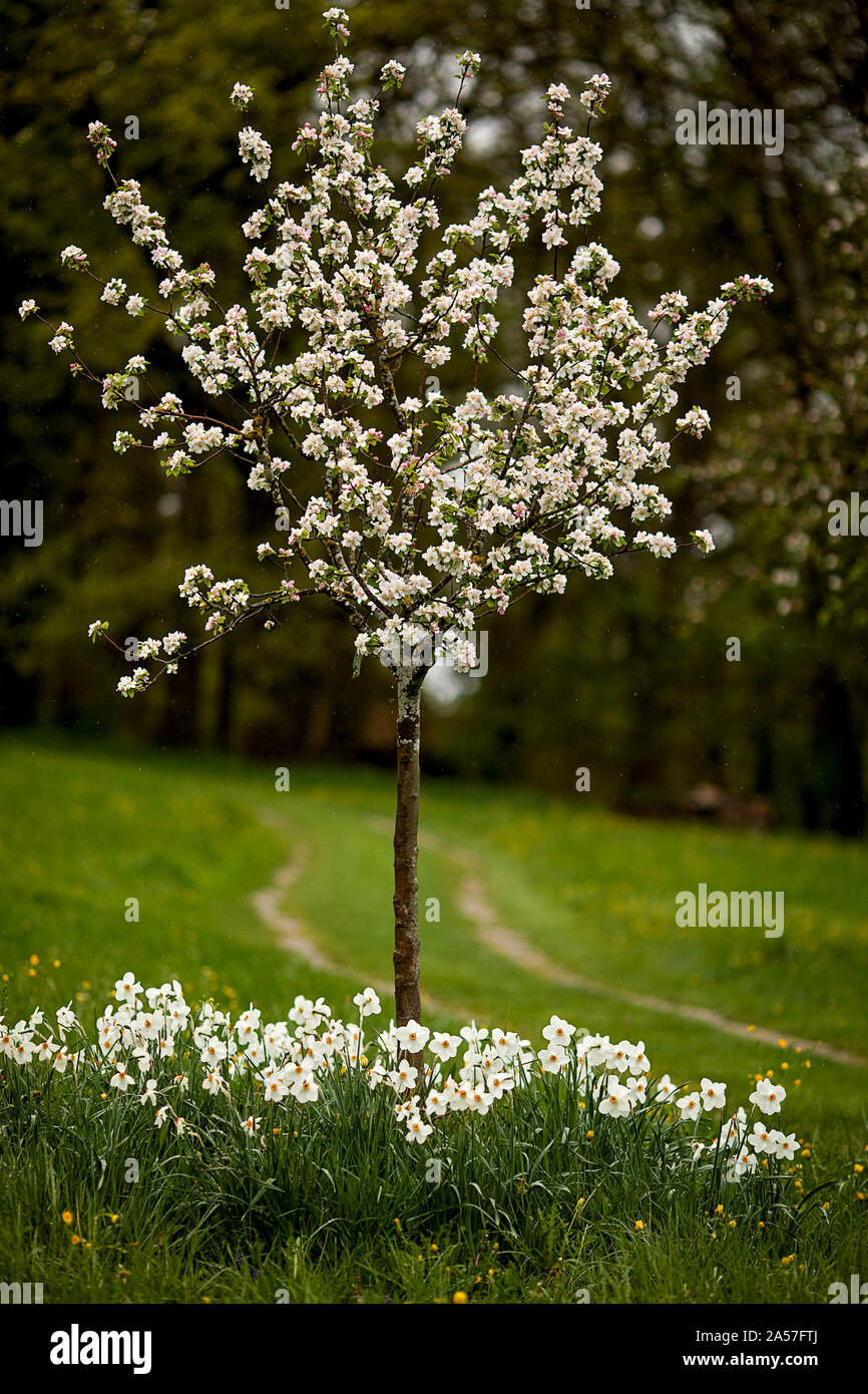 Alberi da frutto in fiore con il daffodils bianco intorno ad esso Foto Stock