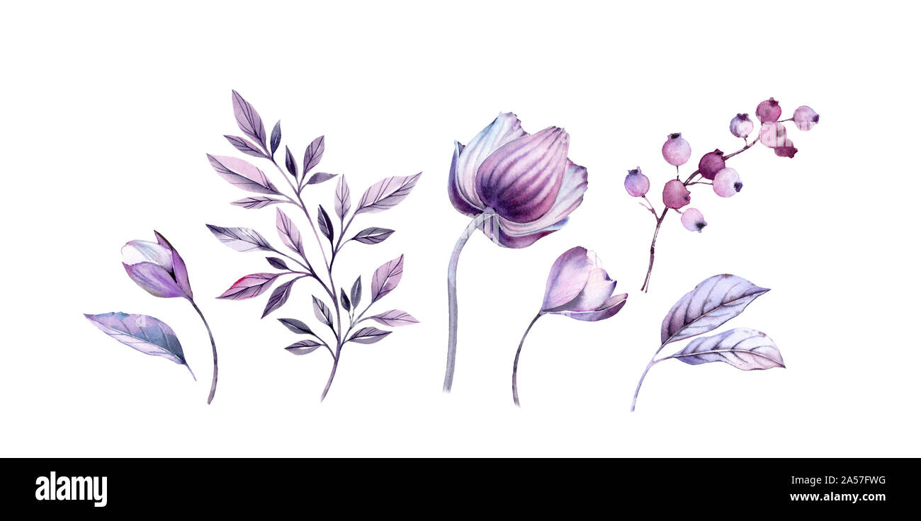 Acquerello anemoni viola illustrazioni floreali set. Dipinte a mano e realistico bundle botanico. isolato su bianco fiori, foglie e bacche per matrimoni Foto Stock