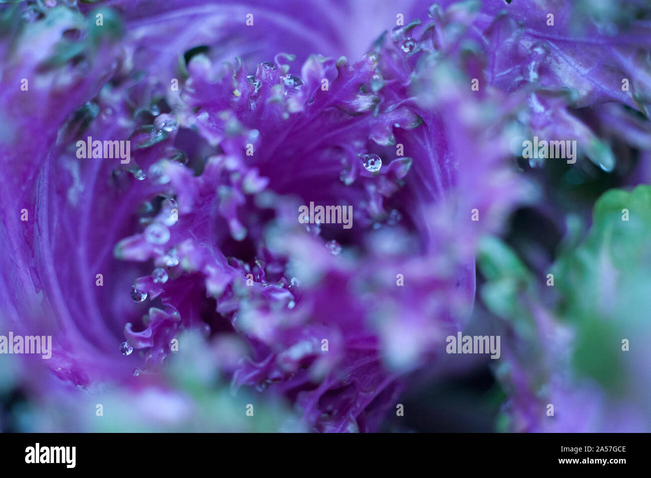 Viola le goccioline di acqua sulla pianta Foto Stock