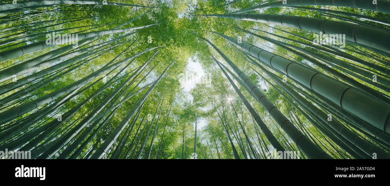 Basso angolo vista di alberi di bambù, Hokokuji Tempio a Kamakura, nella prefettura di Kanagawa, Regione di Kanto, Honshu, Giappone Foto Stock