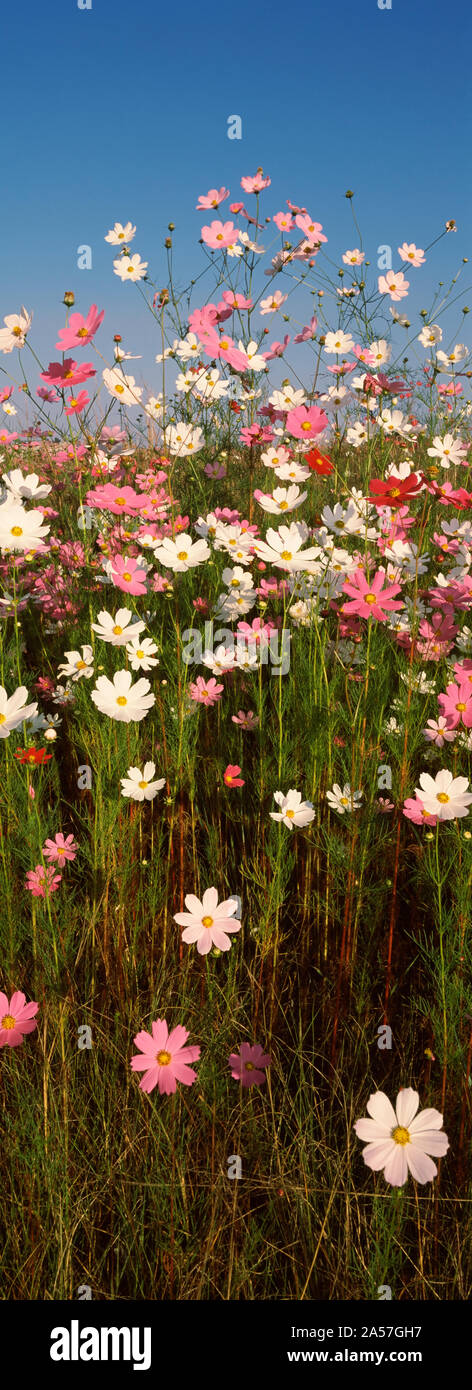 Mexican aestri (Cosmos bipinnatus) che fiorisce in un campo, Sud Africa Foto Stock