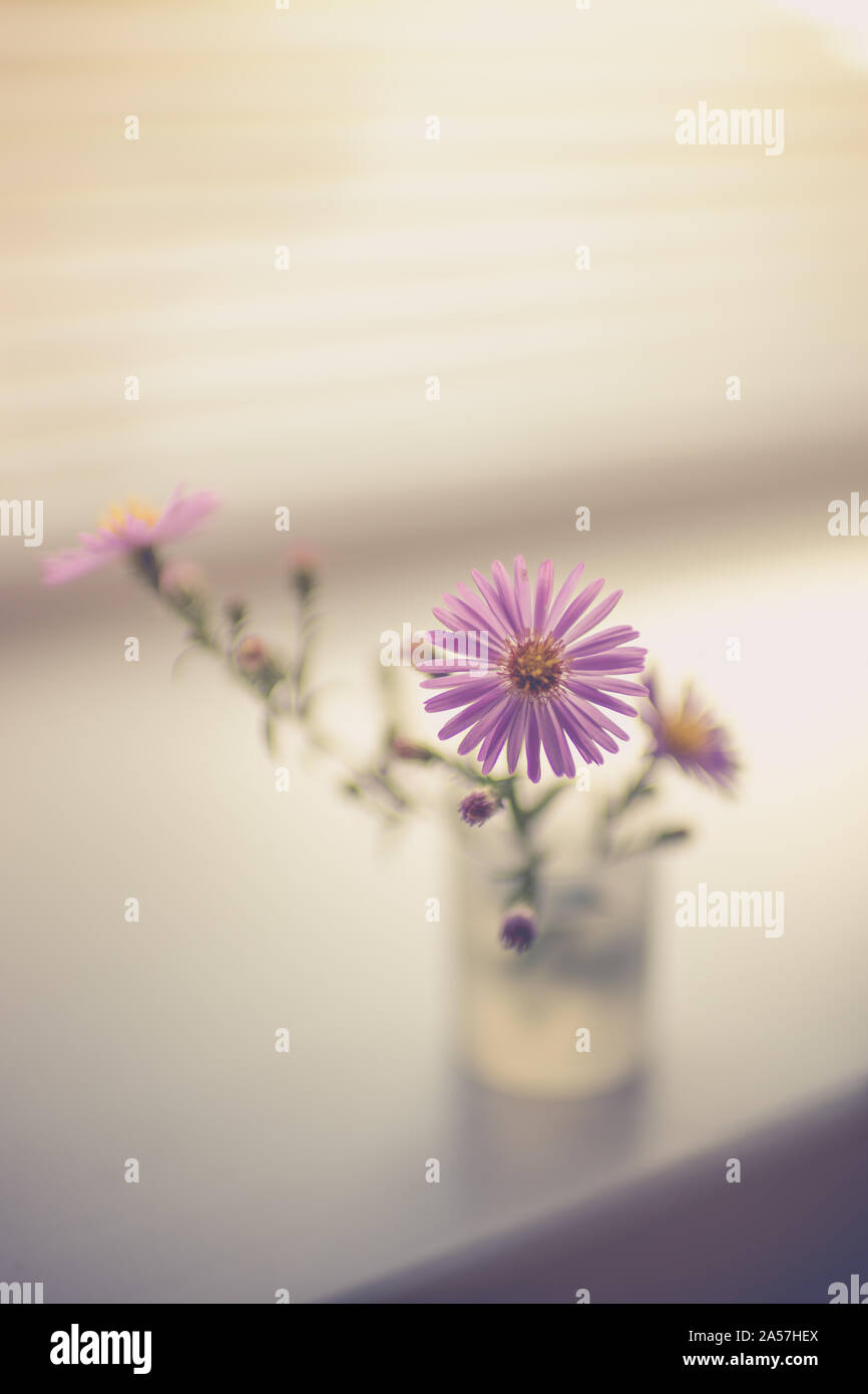 Un piccolo bouquet di viola delicato crisantemi, i fiori sul davanzale Foto Stock