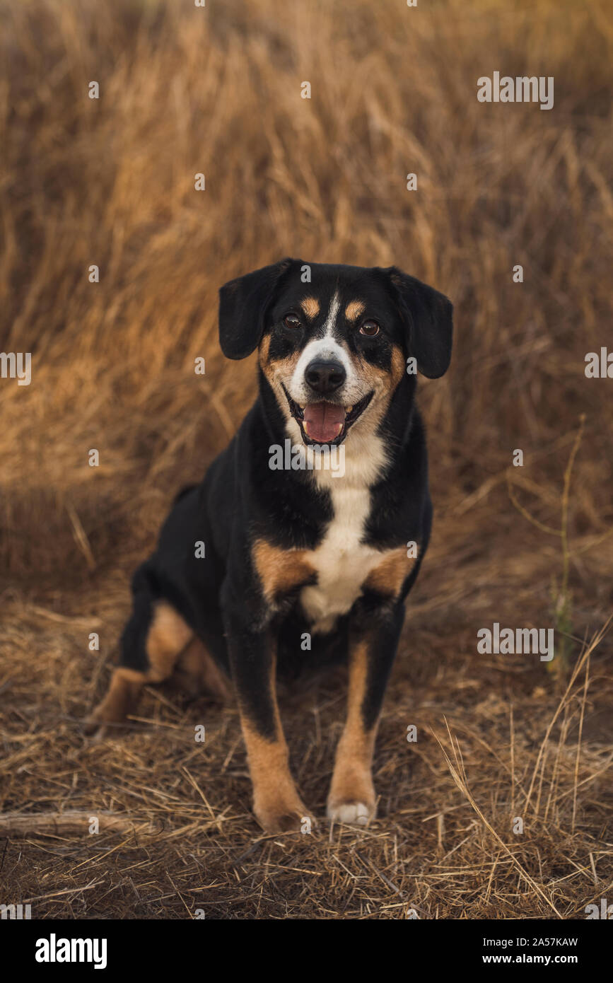 Sorridente mixed-breed dog sitter nel campo di erba marrone Foto Stock