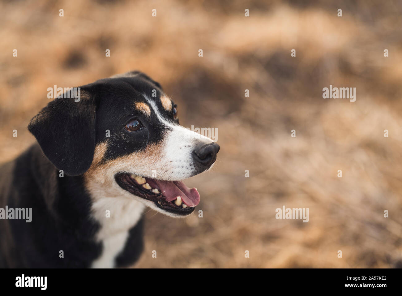 Felice di razza mista tri-color cane di famiglia Foto Stock