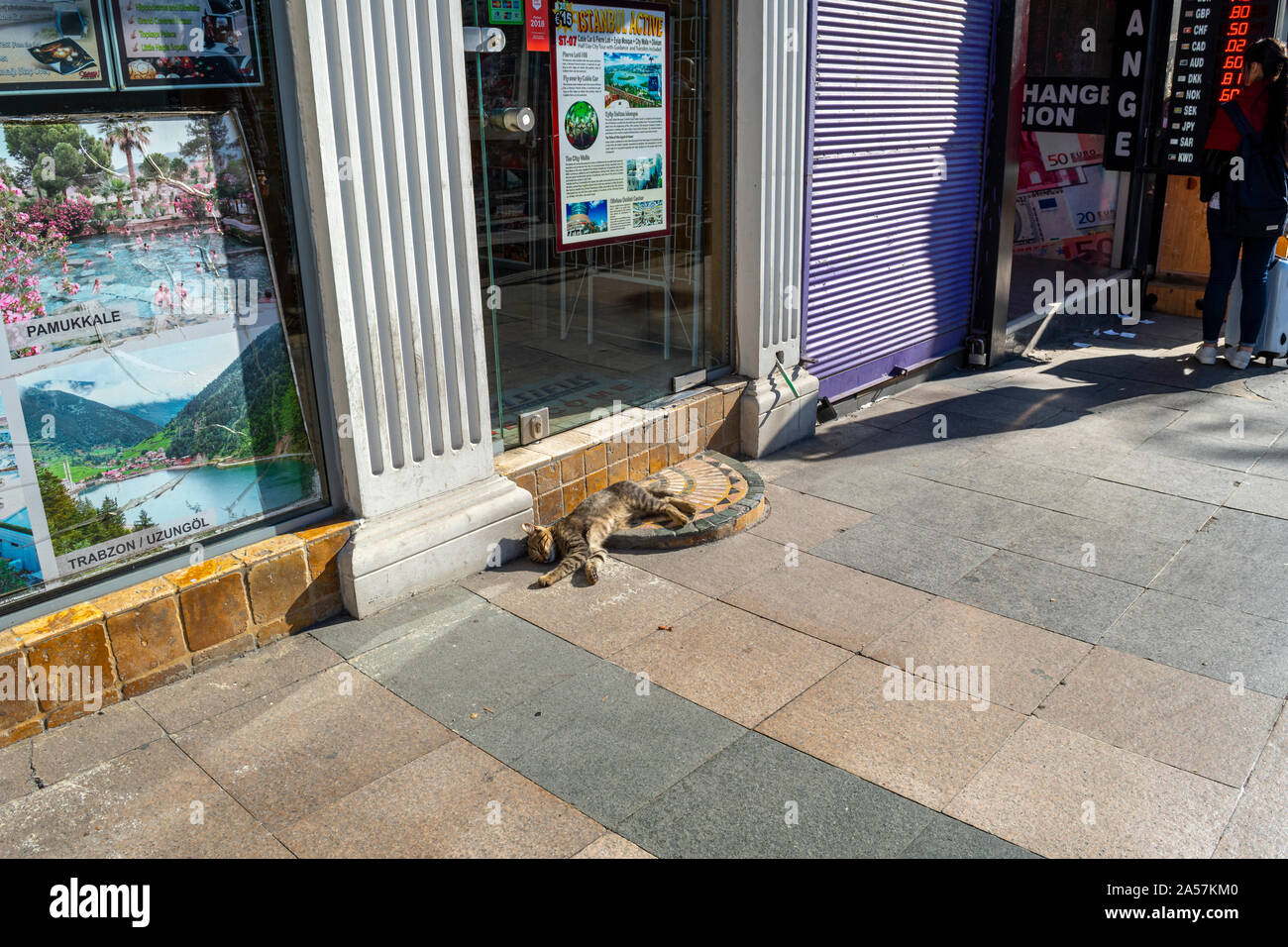 Asia, cafe, cat, centro città, cultura, giorno, distretto, europa, europeo, feral, galata, Istanbul, Istanbul cat, karakoy, karaköy, Kitty, mensola, mercato Foto Stock