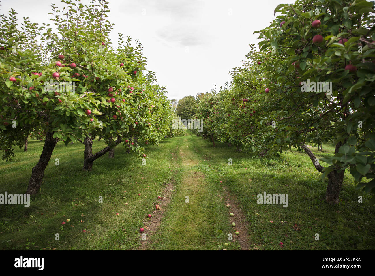 Guardando verso il basso al centro di due filari di alberi di mele in un frutteto. Foto Stock