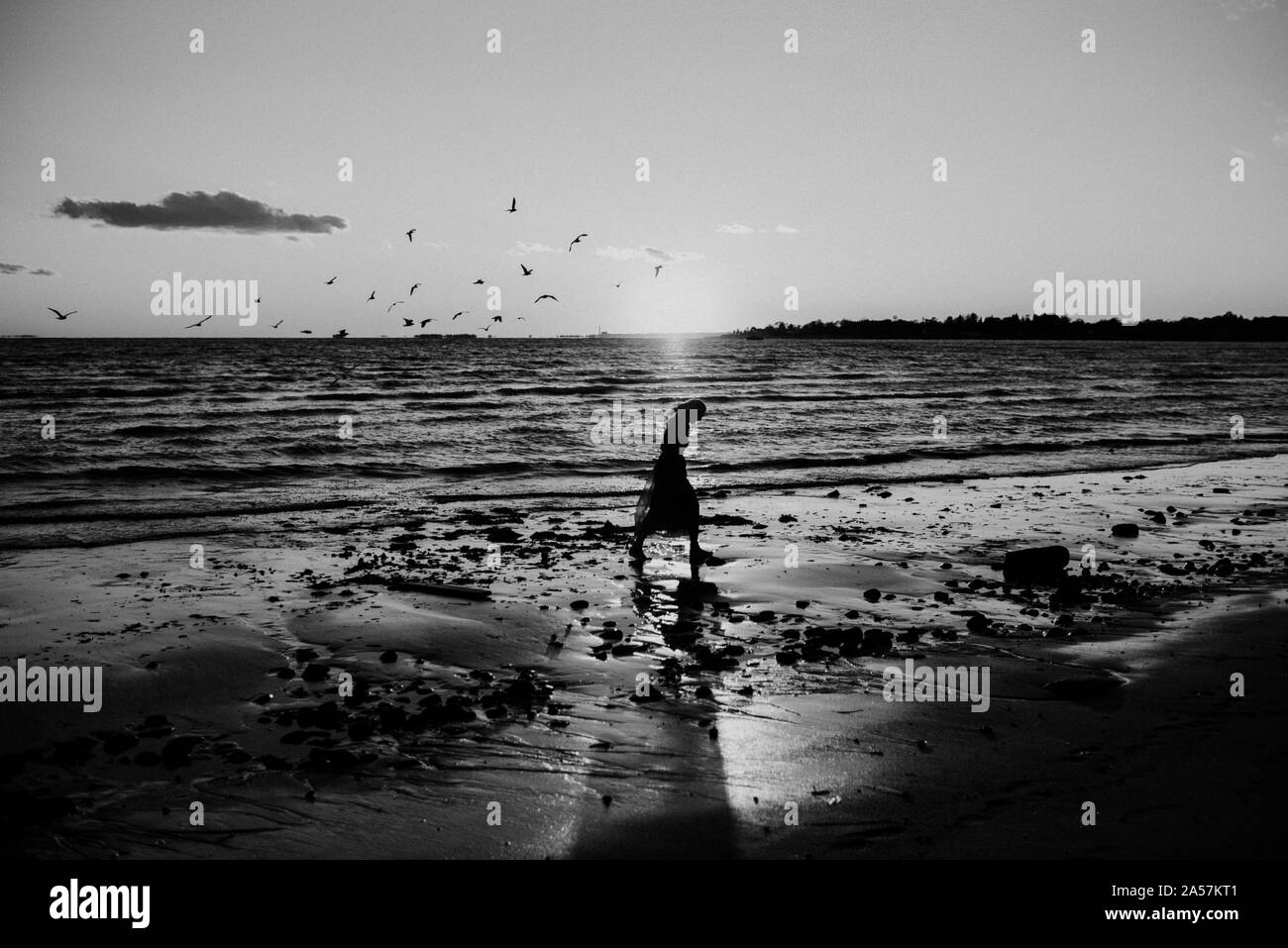 Donna di camminare sulla spiaggia al tramonto con gli uccelli Foto Stock