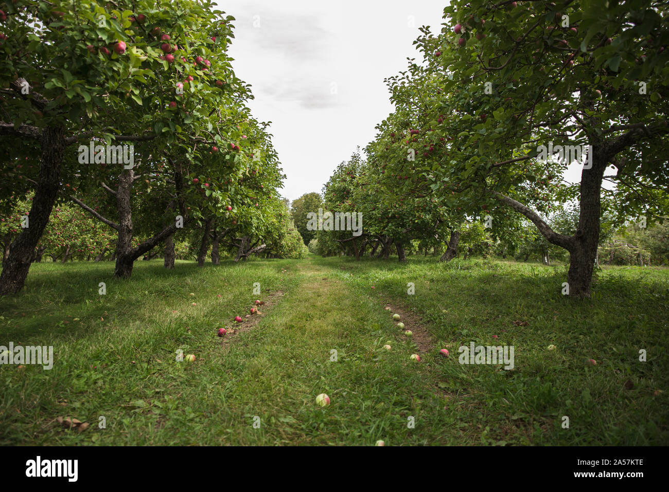 Filari di alberi di mele in un frutteto di apple con le mele sulla terra. Foto Stock