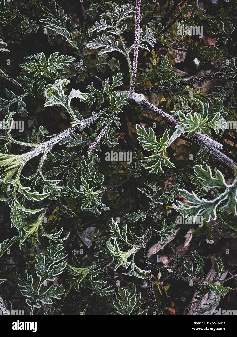 Congelati leafs all'alba d'inverno. Foto Stock