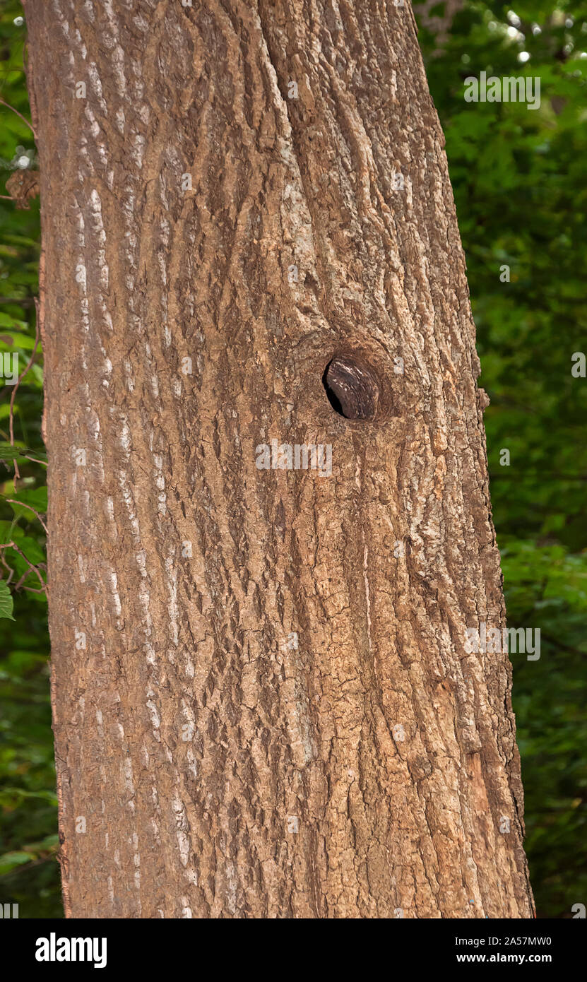 Round bird foro in un albero carrello. Foto Stock