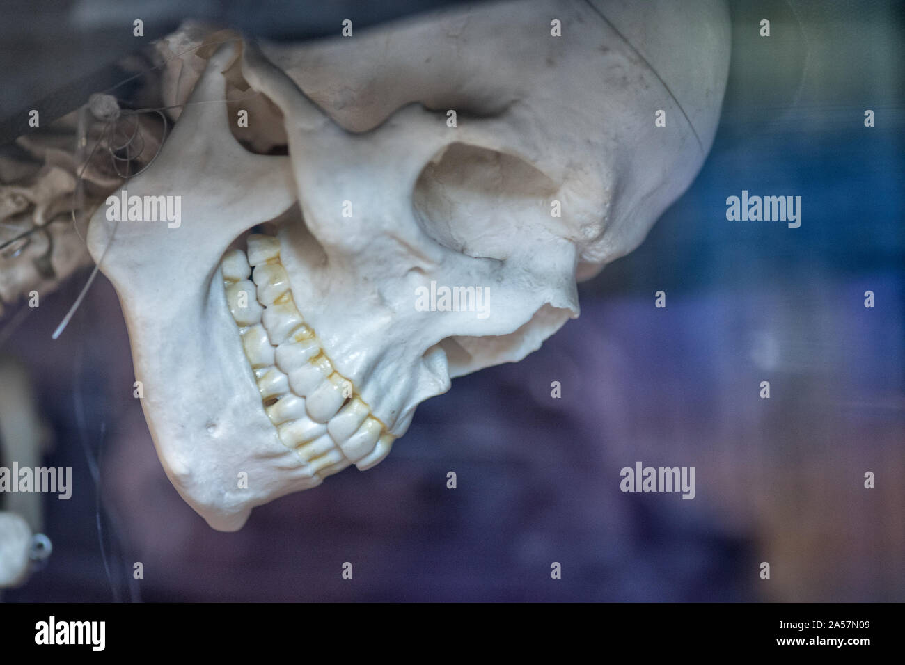 Foto di un cranio umano in profilo su sfondo blu Foto Stock