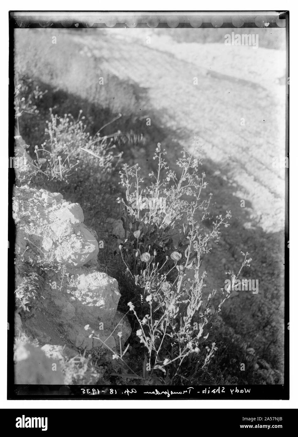 Wady Shaih, T-J [cioè Transgiordania] Foto Stock