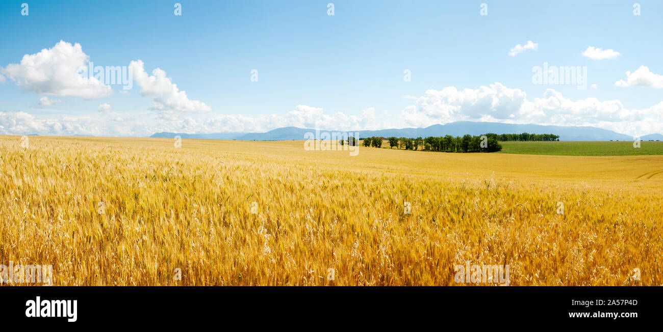 Campo di grano vicino a D8, Brunet, Plateau de Valensole, Alpes-de-Haute-Provence, Provence-Alpes-Côte d'Azur, in Francia Foto Stock