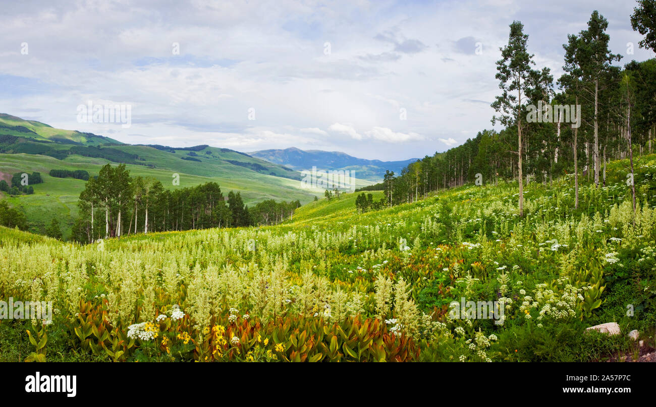 Aspen alberi e fiori di campo sulla collina, Crested Butte, Gunnison County, Colorado, STATI UNITI D'AMERICA Foto Stock