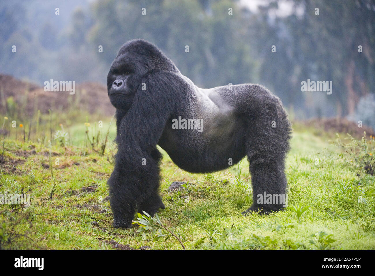 Gorilla di Montagna (Gorilla beringei beringei) silverback, Ruanda Foto Stock