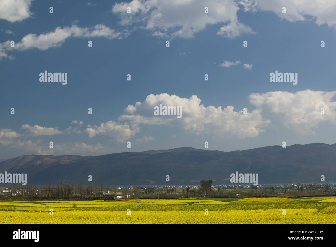 Campi di senape con le montagne sullo sfondo, Città Vecchia, Dali, nella provincia dello Yunnan in Cina Foto Stock