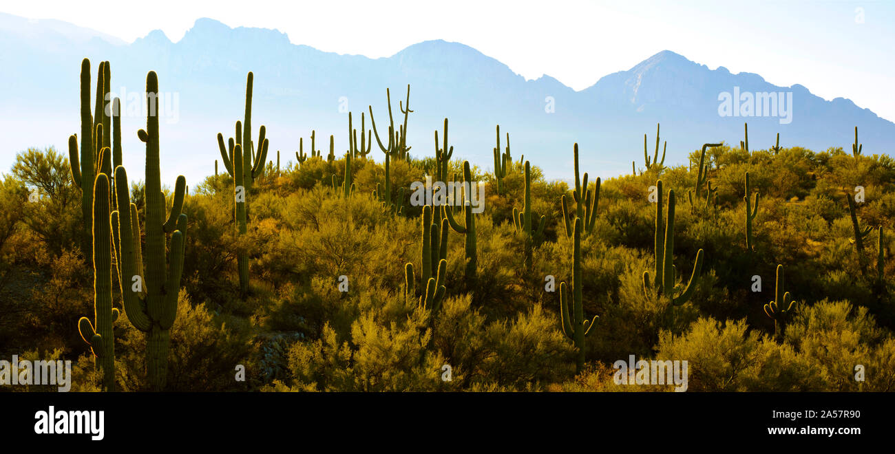 Cactus Saguaro con la gamma della montagna di sfondo, Santa Catalina Mountains, Bumblebee Canyon, Tucson, Arizona, Stati Uniti d'America Foto Stock