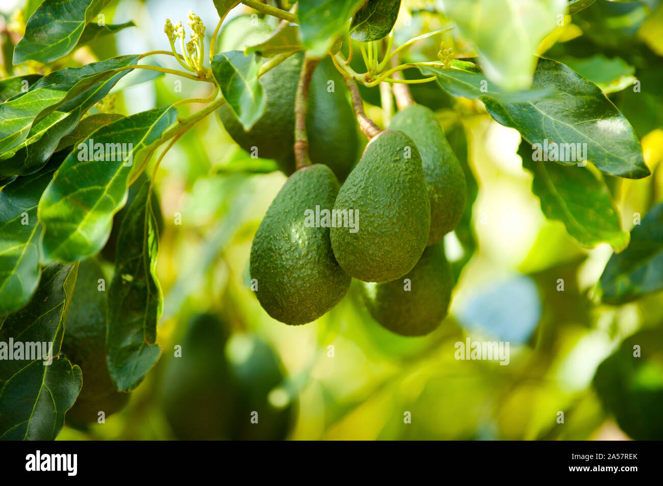 Avocado su un albero, Santa Paula, Ventura County, California, Stati Uniti d'America Foto Stock