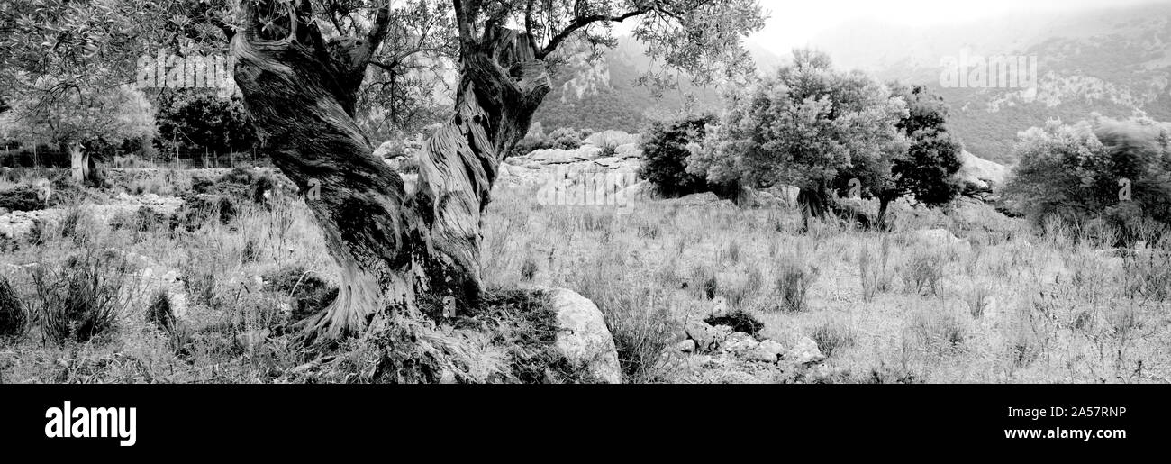 Oliveto, Maiorca, isole Baleari, Spagna Foto Stock