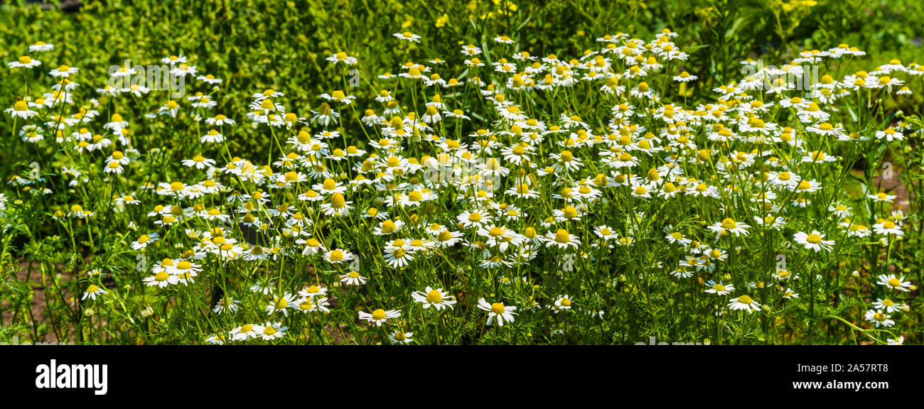 Tedesco (camomilla Matricaria chamomilla) in fiore Foto Stock