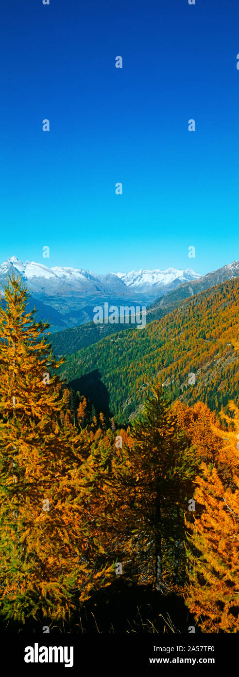 Alberi in autunno al Passo del Sempione, il Cantone del Vallese, Svizzera Foto Stock