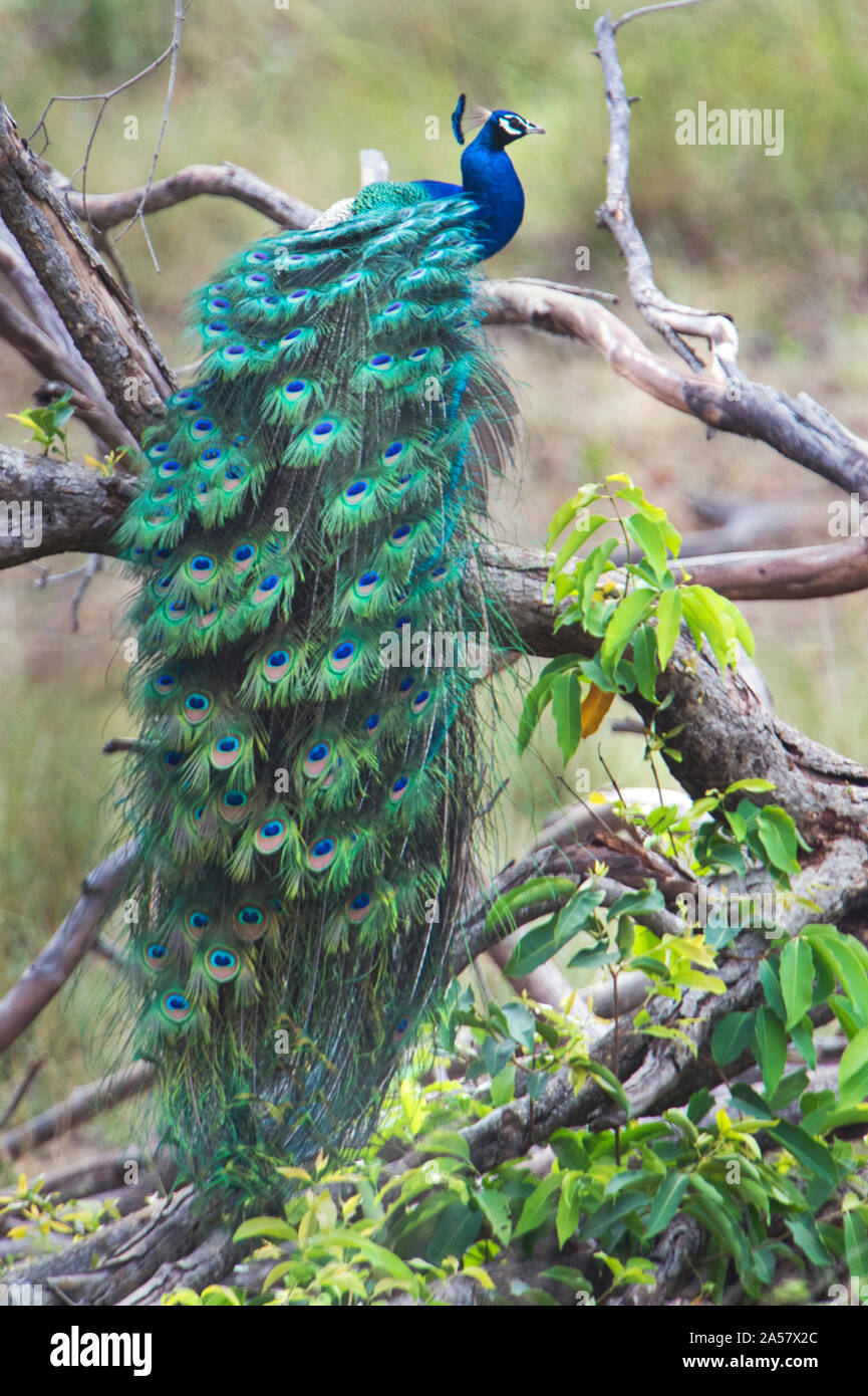 Peacock appollaiate su un ramo, Parco Nazionale di Kanha, Madhya Pradesh, India Foto Stock