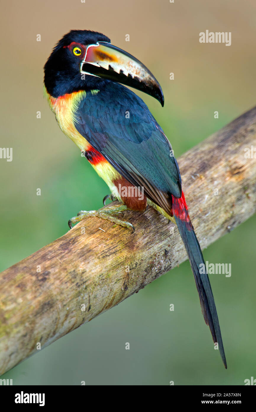 Aracari a collare (Pteroglossus torquatus) appollaia, Sarapiqui, Costa Rica Foto Stock