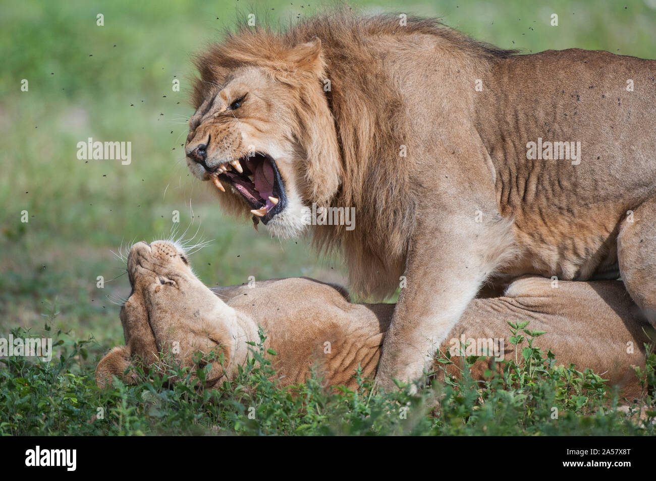 Leoni africani (Panthera leo) combattimenti, Ndutu, Ngorongoro Conservation Area, Tanzania Foto Stock