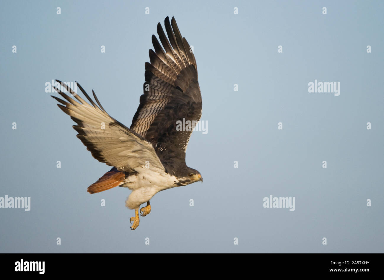 Fanno presagire la poiana (Buteo augure) battenti, Ndutu, Ngorongoro Conservation Area, Tanzania Foto Stock