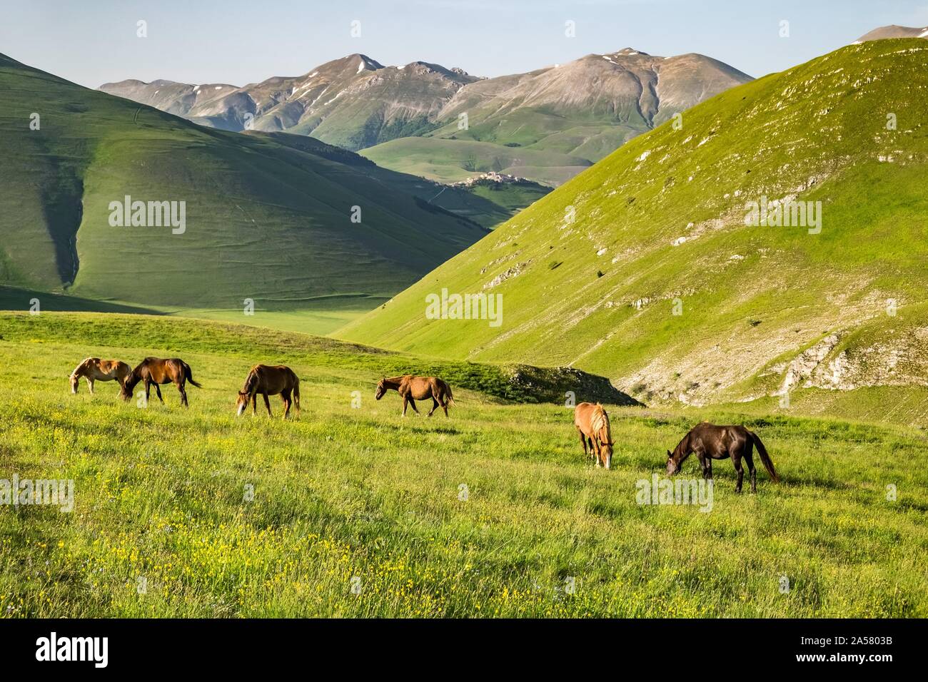 Il pascolo semi-cavalli selvaggi, Piano Grande Castelluccio di Norcia Parco Nazionale dei Monti Sibillini, Appennini, Umbria, Italia Foto Stock