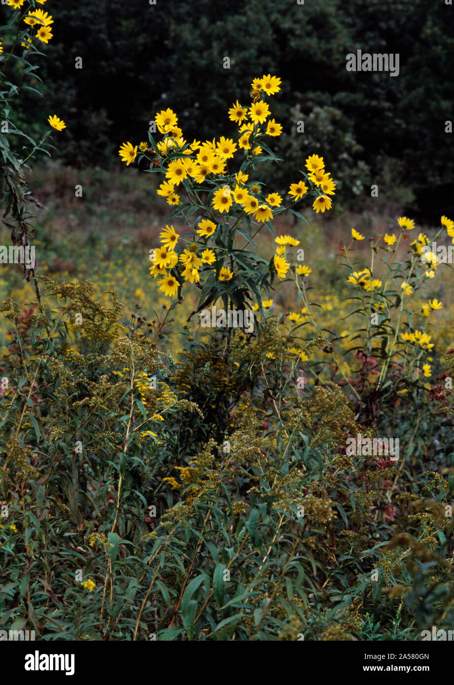 Natura fotografia di gruppo di alti giallo girasole (Helianthus giganteus), Illinois, Stati Uniti d'America Foto Stock