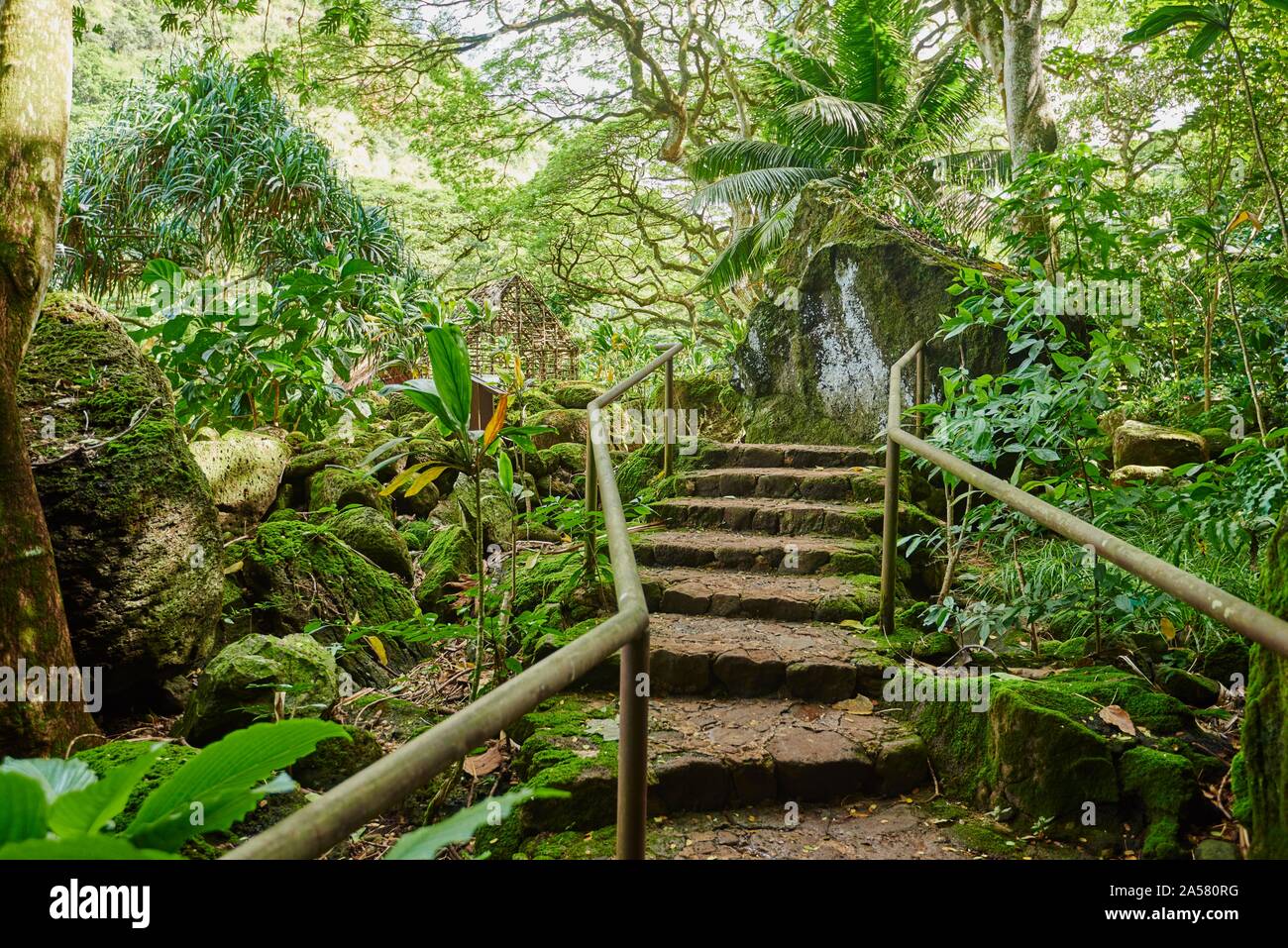 Nel percorso di flora tropicale di Waimea Giardino Botanico, Waimea Valley, isola hawaiana Oahu, di O'ahu, Hawaii, Stato di Aloha, STATI UNITI D'AMERICA Foto Stock