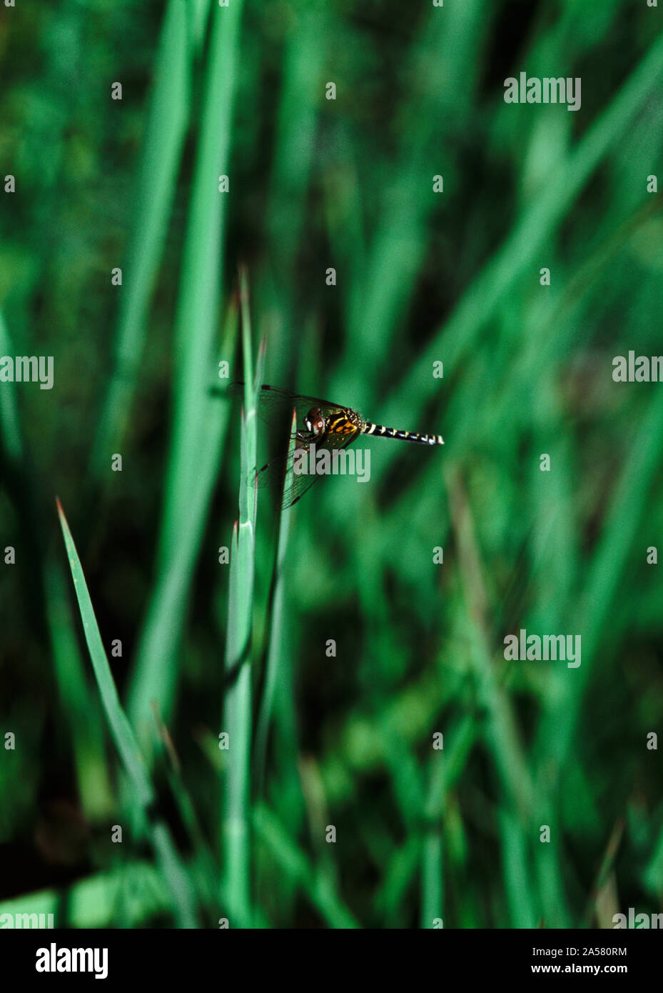 Libellula foliatile (Nannothemis) appollaiate su erba verde, Illinois, Stati Uniti d'America Foto Stock
