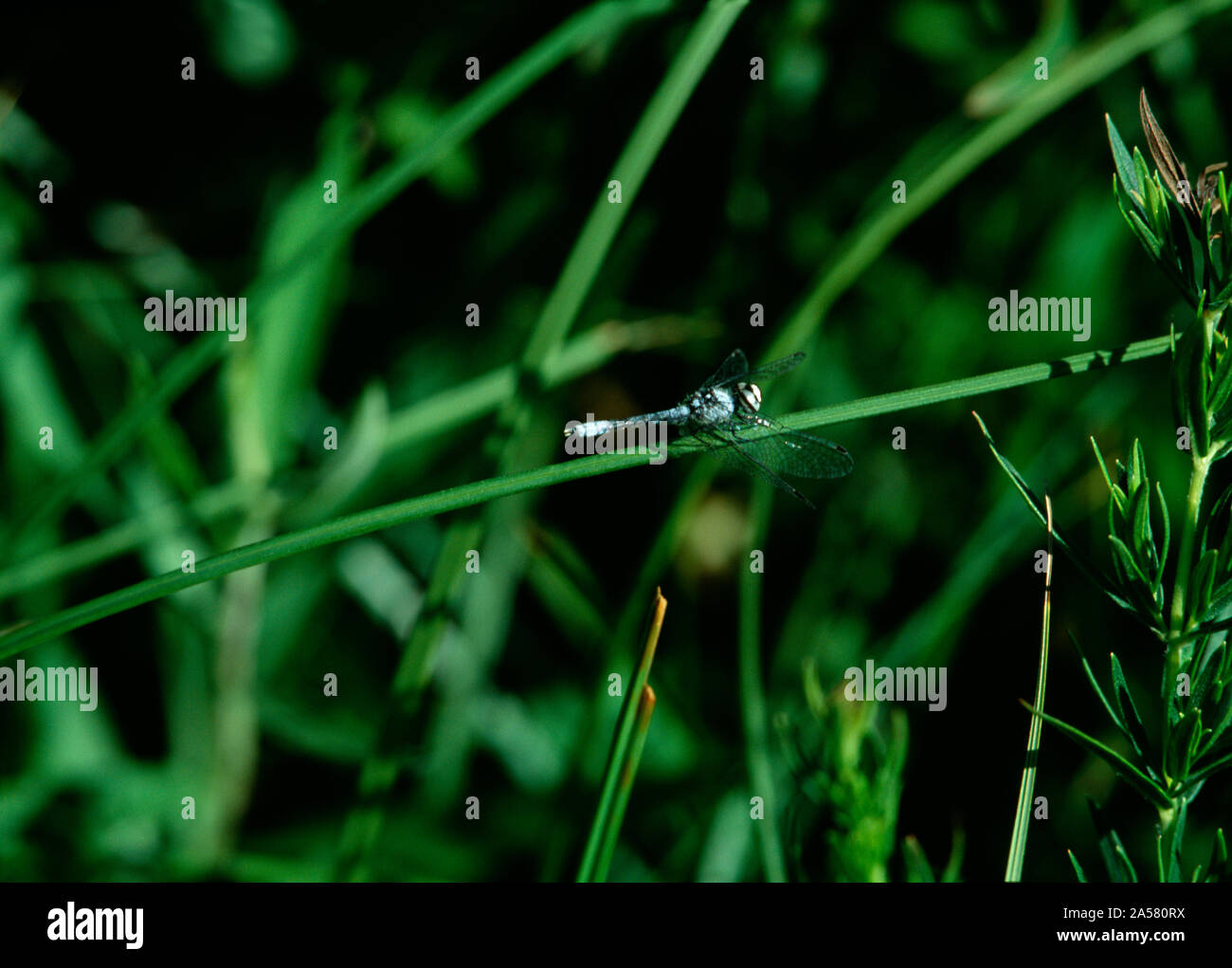 Libellula foliatile (Nannothemis) appollaiate su erba verde, Illinois, Stati Uniti d'America Foto Stock