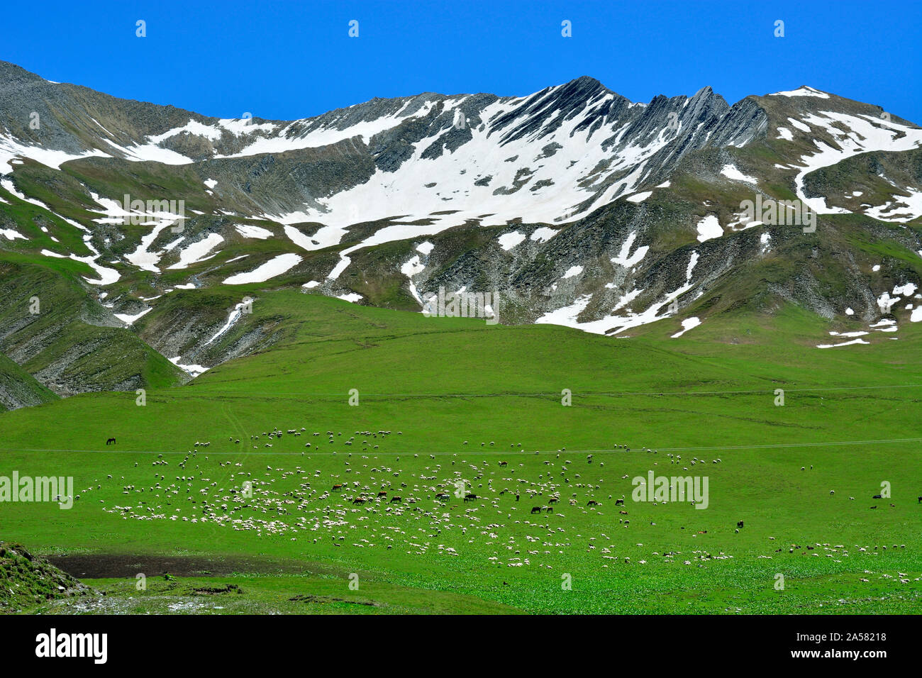 Pecore al pascolo sulle pendici del Caucaso la gamma della montagna. Kazbegi regione, Georgia. Caucaso Foto Stock