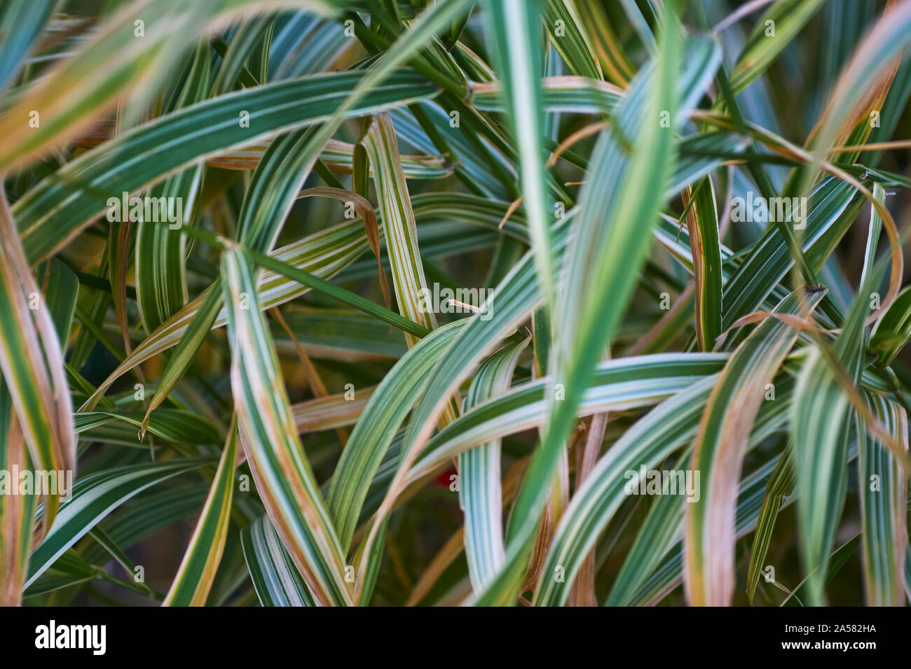 Immagine di un campo di ampia blade AON verde con strisce bianche ance, con variazioni nella messa a fuoco depthe tra le immagini Foto Stock