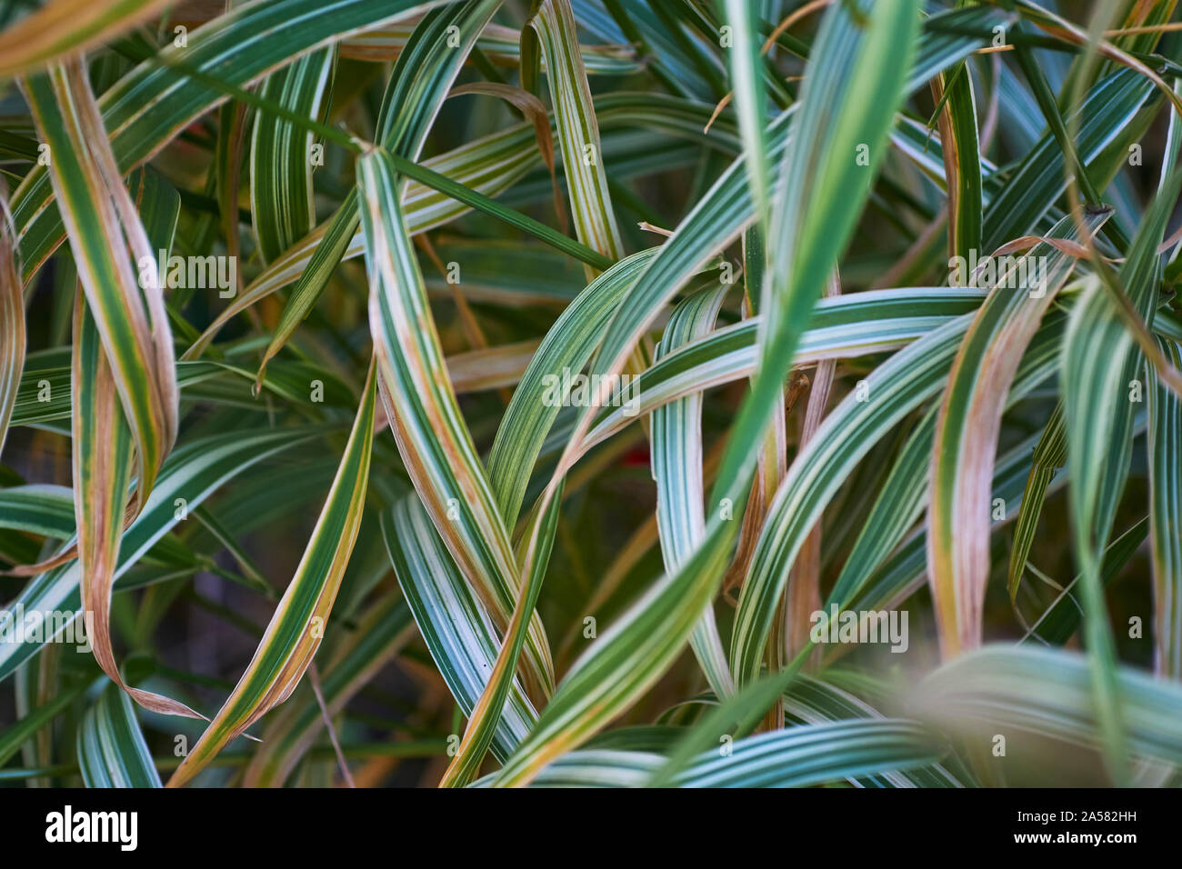 Immagine di un campo di ampia blade AON verde con strisce bianche ance, con variazioni nella messa a fuoco depthe tra le immagini Foto Stock