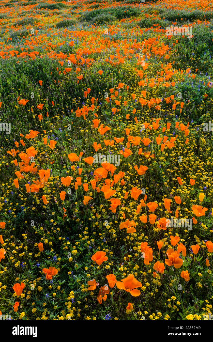 Giallo California goldfields (Lasthenia californica) e California Orange papaveri (Eschscholzia californica), Antelope Valley California Poppy Reserve, CALIFORNIA, STATI UNITI D'AMERICA Foto Stock