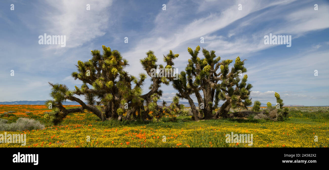 Paesaggio con alberi di Joshua (Yucca brevifolia), Antelope Butte, Antelope Valley California Poppy Reserve, CALIFORNIA, STATI UNITI D'AMERICA Foto Stock