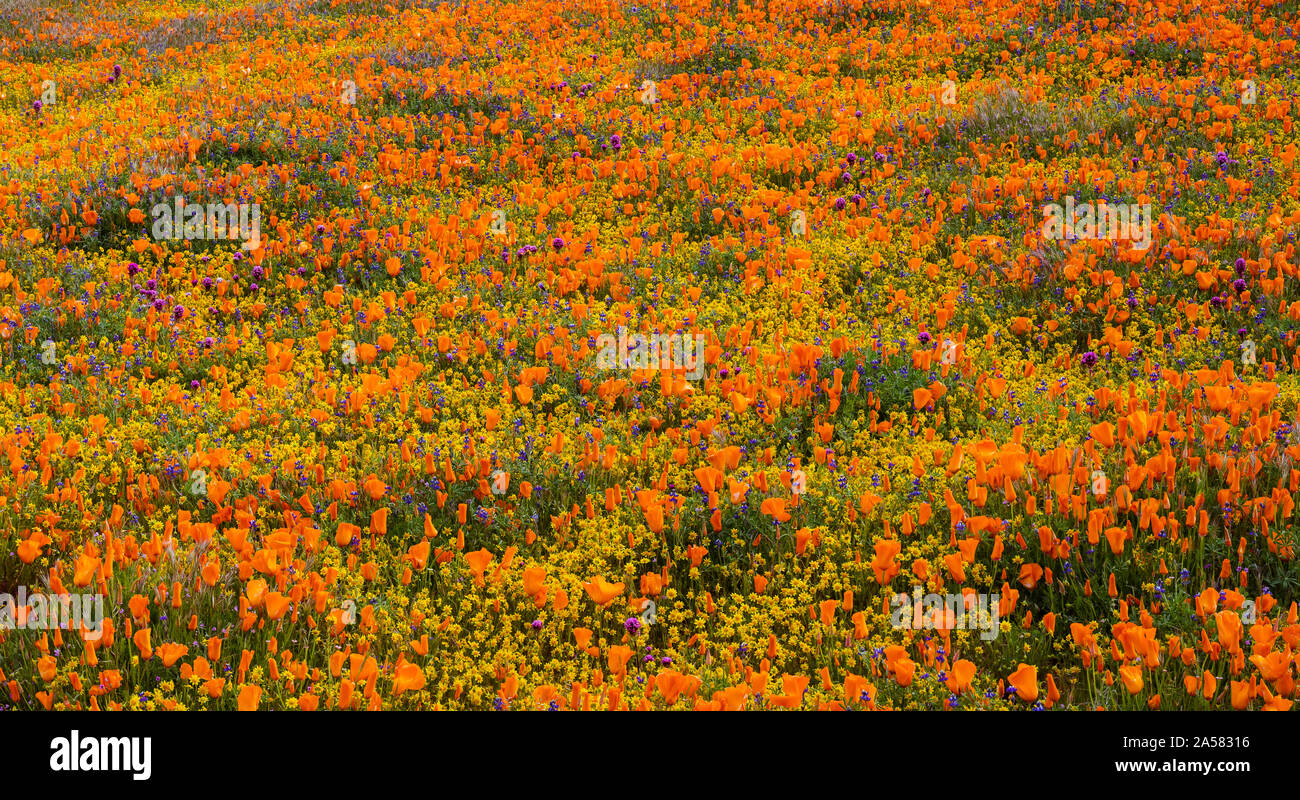 Giallo California goldfields (Lasthenia californica) e California Orange papaveri (Eschscholzia californica) nel prato, Antelope Butte, Antelope Valley California Poppy Reserve, CALIFORNIA, STATI UNITI D'AMERICA Foto Stock
