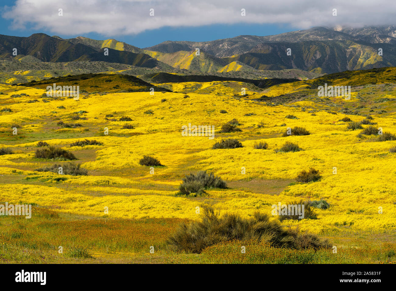 Paesaggio con montagne di Caliente gamma giallo e fiori selvatici, Carrizo Plain monumento nazionale, CALIFORNIA, STATI UNITI D'AMERICA Foto Stock