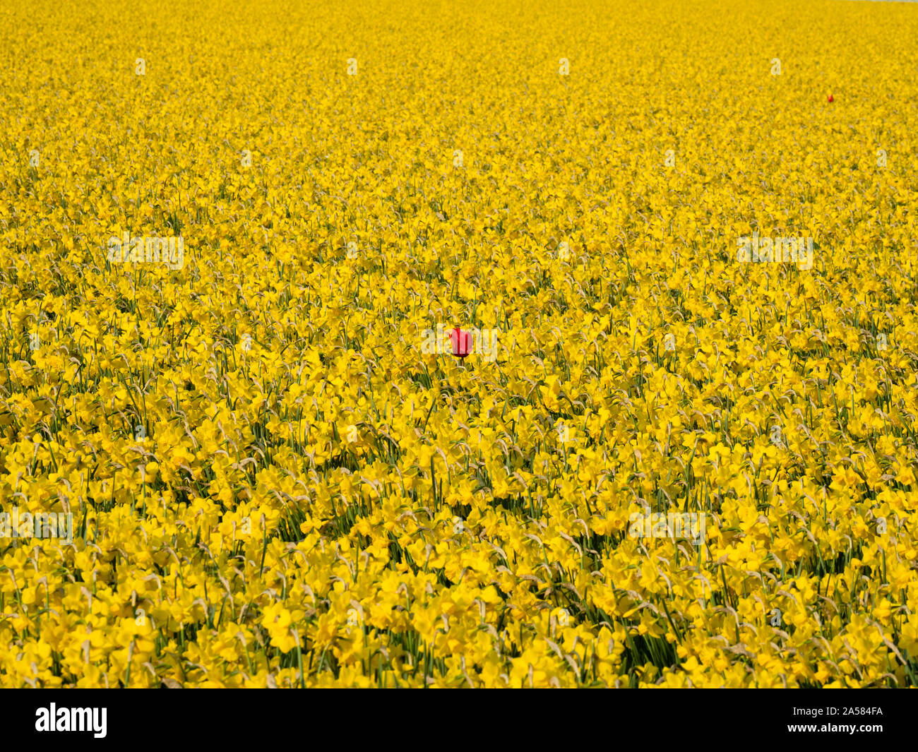Uno rosso tulip tra campo di giallo piante di narciso, North Holland, Paesi Bassi Foto Stock