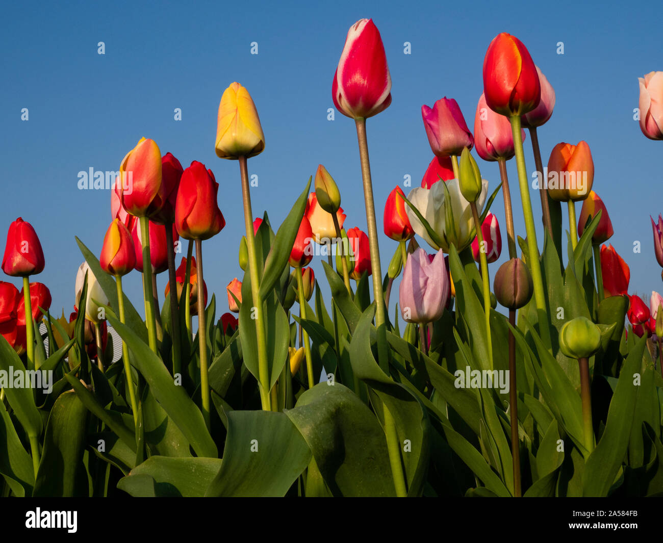 Close-up di tulipani colorati, Burgerbrug, North Holland, Paesi Bassi Foto Stock
