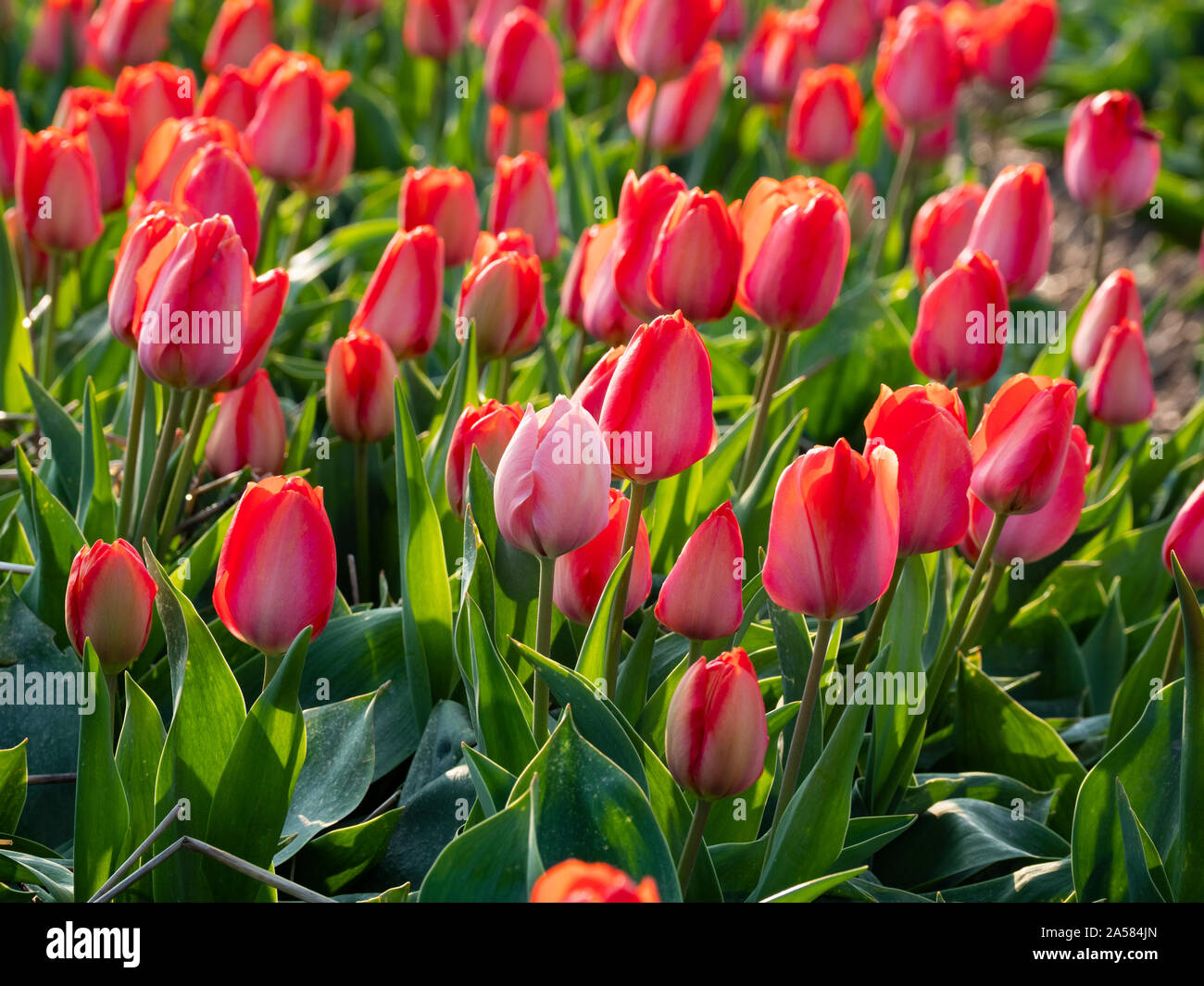 Close-up shot di tulipani rossi nel campo, Sint Maartensvlotbrug, North Holland, Paesi Bassi Foto Stock
