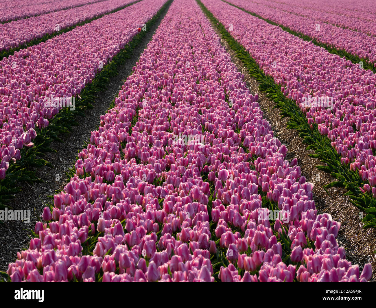 Paesaggio con rosa campo di tulipani, Sint Maartensvlotbrug, North Holland, Paesi Bassi Foto Stock
