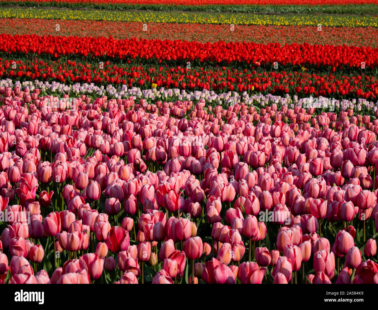 Paesaggio con colorati campo di tulipani, Sint Maartensvlotbrug, North Holland, Paesi Bassi Foto Stock